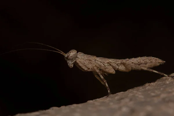 Bebek Bark Mantis Ağaç Kabuğuna Benzeyen Kamuflajlı Peygamber Devesi Türü — Stok fotoğraf