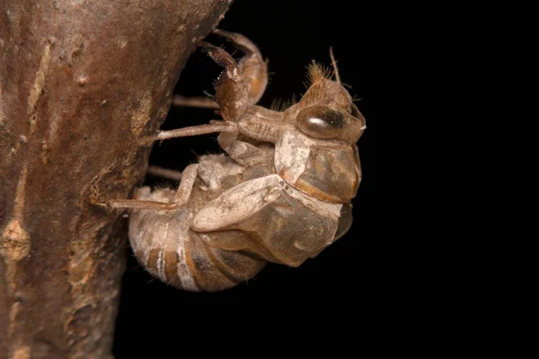 Cicada Nymfa Exoskeleton Zblízka — Stock fotografie