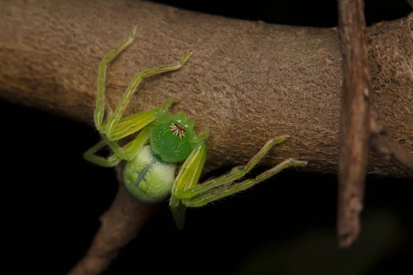 Aranha Caçador Verde Micrommata Virescens Close Índia — Fotografia de Stock