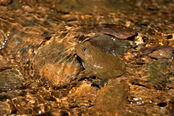 Enrugada Humayun Nyctibatrachus Humayuni Endémica Dos Ghats Ocidentais Índia — Fotografia de Stock