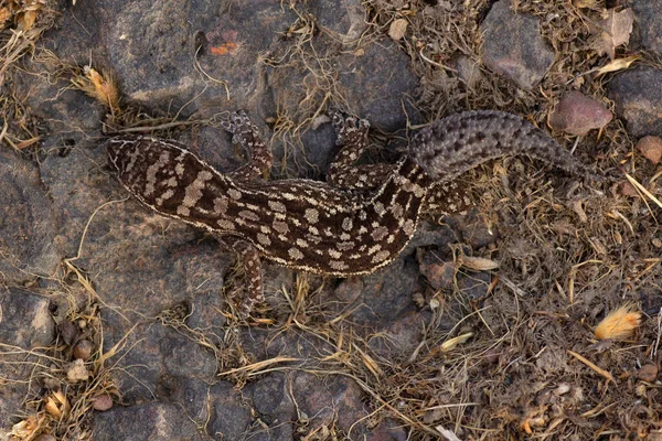 Hemidactylus Satarensis Satara Gecko Ενδημικό Των Δυτικών Ghats Ινδία — Φωτογραφία Αρχείου