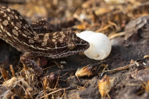 Hemidactylus Satarensis Gecko Satara Con Huevos Endémico Chalkewadi Thoseghar India — Foto de Stock