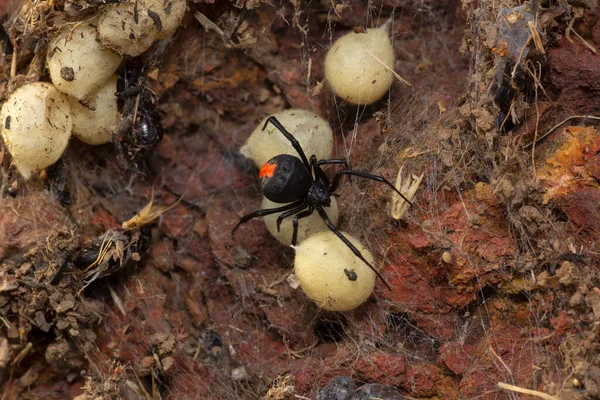 Latrodectus hasselti, Red back spider with its egg sacks, India