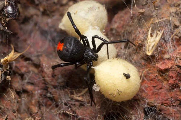 Latrodectus Hasselti Red Back Spider India — Stok Foto