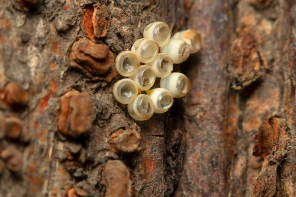 木の幹に小さな昆虫の卵 クローズアップ — ストック写真