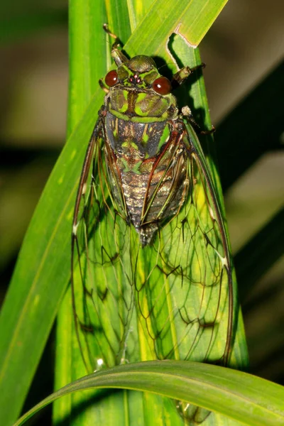 Cicada Purana Tigrina Coorg Karnataka Índia — Fotografia de Stock