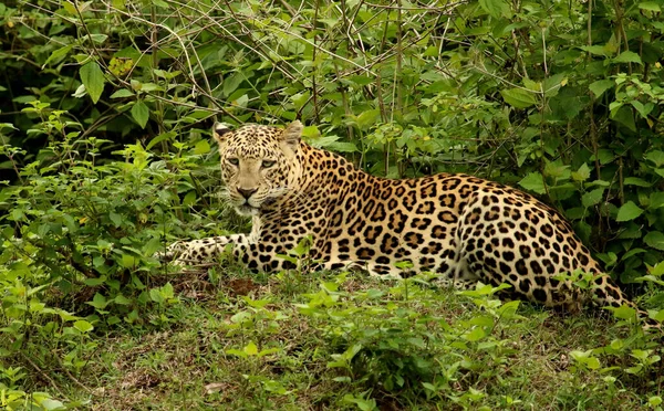 Férfi Leopárd Panthera Pardus Bandipur Nemzeti Park Karnataka India — Stock Fotó