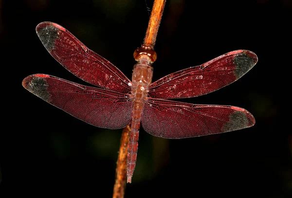 Fulvous Forest Skimmer Vážka Neurothermis Fulvia Agumbe Karnataka Indie — Stock fotografie