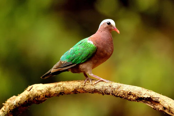 Emerald Dove Chalcophaps Indica Ganeshgudi Karnataka India — Stock Photo, Image