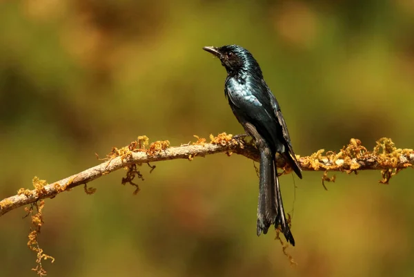 Drongo Bronzé Dicrurus Aeneus Ganeshgudi Karnataka Inde — Photo