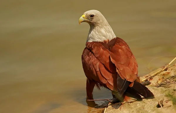 Brahminy Kite Haliastur Indus Lalbagh Bangalore Karnataka India — Stok Foto