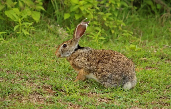 Black Naped Hare Lepus Nigricollis Bandipur Natioal Park Karnataka India — Stockfoto