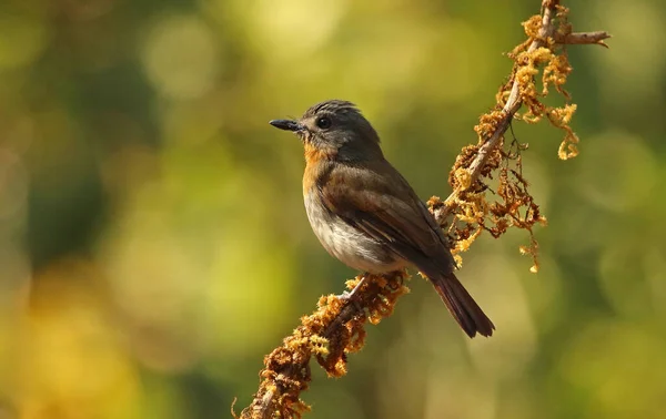 Vrouwelijke Witte Buik Blauwe Vliegenvanger Cyornis Pallipes Ganeshgudi Karnataka India — Stockfoto