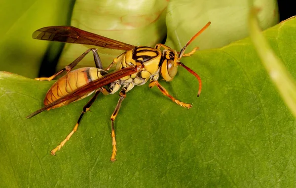 Potter Wasp Vespidae Rodina Karanji Lake Mysore Indie — Stock fotografie