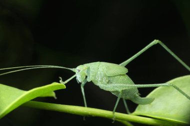 Yaprak taklidi Katydid nymph, Tettigoniid türleri, Satara, Maharashtra, Hindistan