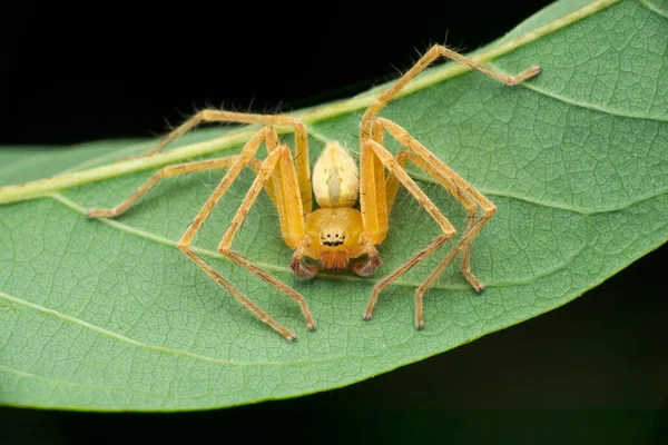 Yaprak Yakın Görünümlü Avcı Örümcek Olios Türleri Satara Maharashtra Hindistan — Stok fotoğraf