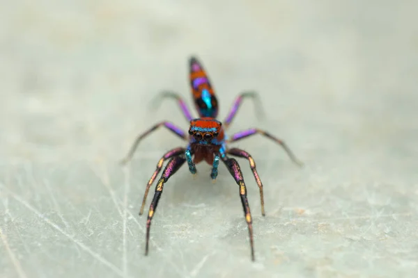 五颜六色的跳跃蜘蛛的眼睛 菊花叶 印度萨达拉 Arw — 图库照片