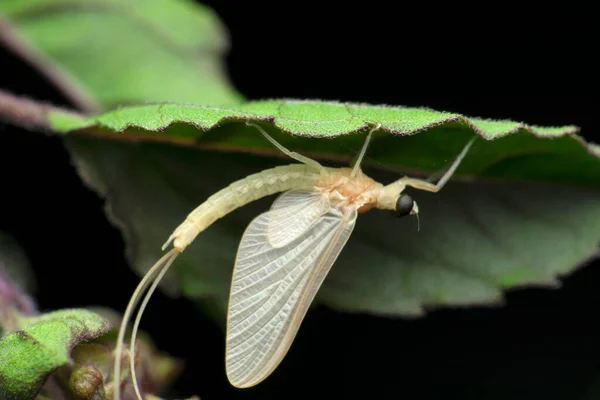 Mayfly Rhithrogena Germanica Satara Maharashtra India — Stock fotografie