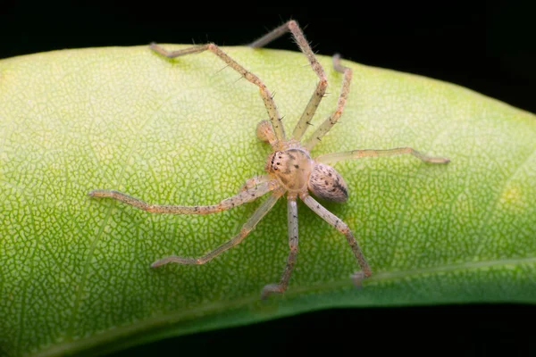 印度马哈拉施特拉邦Satara的猎树人蜘蛛 Olios种 — 图库照片