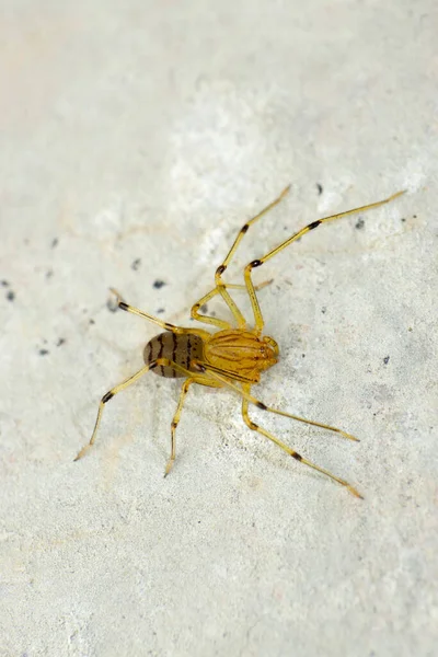 Spitting Spider Scytodes Thoracica Satara Maharashtra Índia — Fotografia de Stock