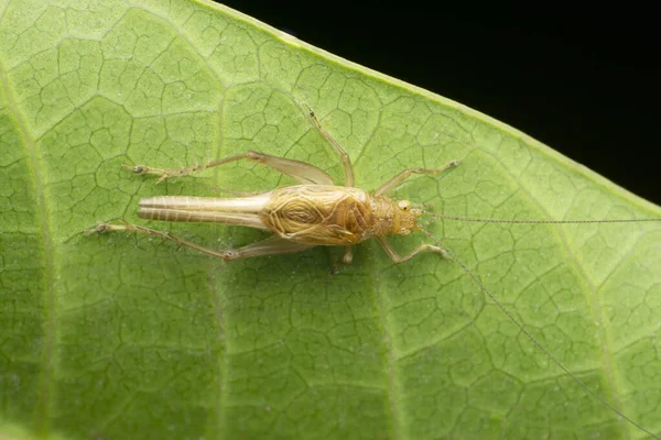 条纹地面蟋蟀 Allonemobius Fasciatus Satara Maharashtra India — 图库照片