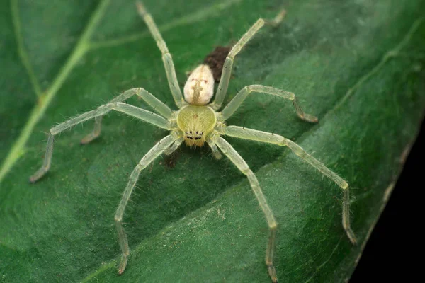 Araña Cazadora Árboles Olios Species Satara Maharashtra India —  Fotos de Stock