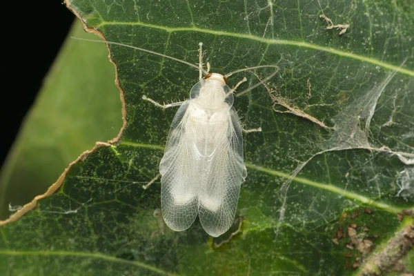 印度马哈拉施特拉邦Satara的白色蟑螂种类 — 图库照片