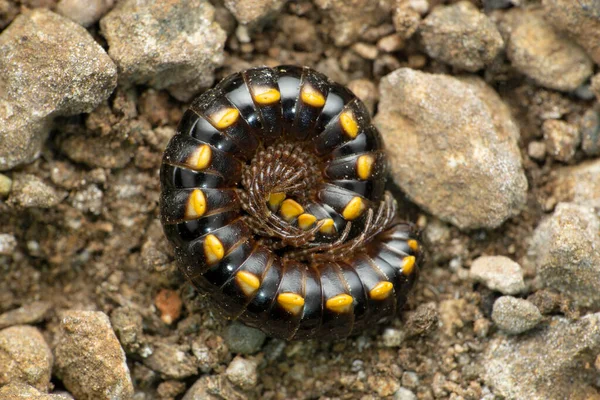 Milípede Manchada Amarelo Harpaphe Haydeniana Satara Maharashtra Índia — Fotografia de Stock