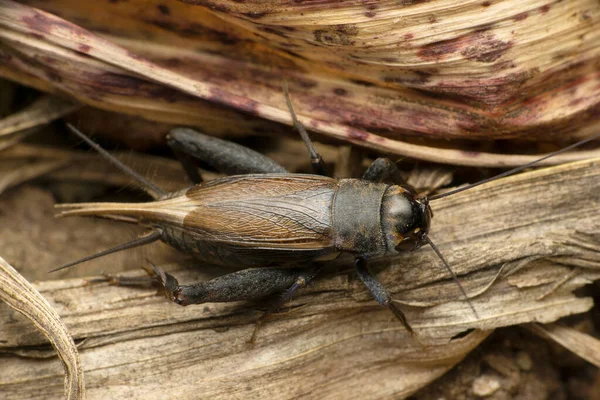 Dorsssal View Field Cricket Gryllus Campestris Satara Maharashtra India — стокове фото