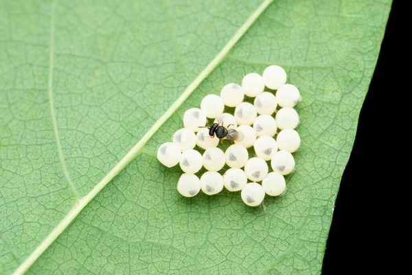 印度马哈拉施特拉邦萨塔拉市 寄生蜂在昆虫蛋中产卵 — 图库照片