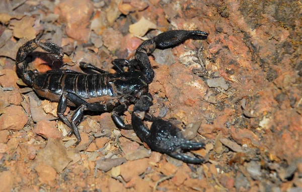 地面に黒いサソリ Heterometrus Bengalensis Phansad Maharashtra インド — ストック写真