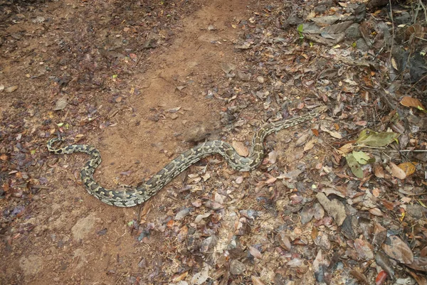 Индийский Каменный Питон Python Molurus Molurus Пансад Махараштра Индия — стоковое фото