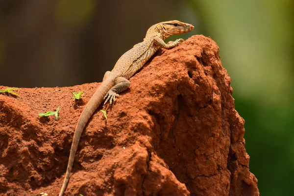 Pygmy Mulga Monitor Varanus Gilleni Sinhagad Pune Maharashtra India — Foto de Stock