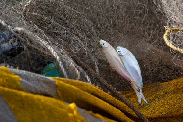Рыба Пойманная Рыболовной Сети — стоковое фото