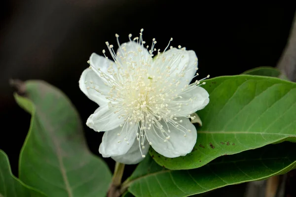 Fleur Goyave Mûre Psidium Guajava Satara Maharashtra Inde — Photo