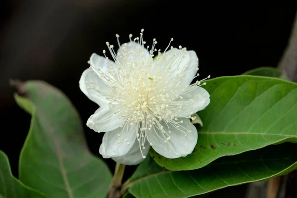 Ripe Apple Guava Flower Psidium Guajava Satara Maharashtra India — Stock Photo, Image