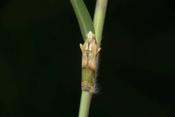 Arcola Malloi Former Vogtia Malloi Snout Moth Known Alligator Weed — 图库照片