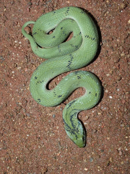 Green Keelback Snake Close Rhabdophis Plumbicolor Satara Maharashtra Índia — Fotografia de Stock