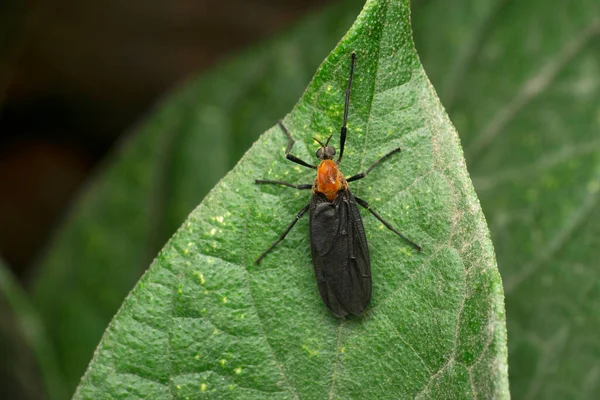 Insecto Negro Cabeza Naranja Inopus Rubriceps Satara Maharashtra India —  Fotos de Stock