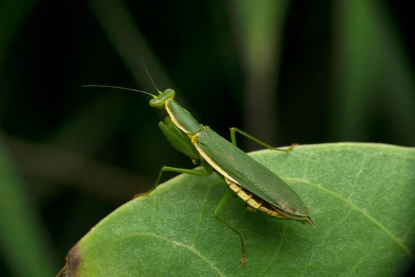 Virág Mantis Euantissa Pulchra Satara Maharashtra India — Stock Fotó