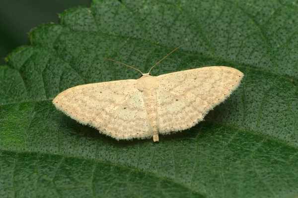 Weiße Hexenmotte Thysania Agrippina Satara Maharashtra Indien — Stockfoto