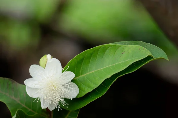 Flower Leaf Ripe Apple Guavas Psidium Guajava Satara Maharashtra India — Stock Photo, Image
