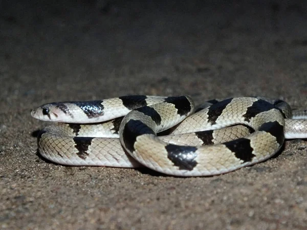 Serpent Kukri Kukri Bagué Oligodon Arnensis Satara Maharashtra Inde — Photo