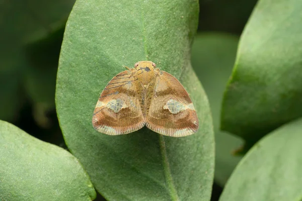 Fulgoridae Planthopper Poiocera Pandora Satara Maharashtra India — 스톡 사진