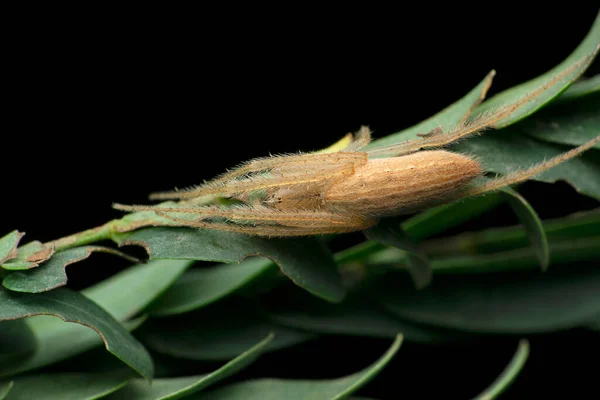 ラリアナ クモ種 サタラ マハラシュトラ インド — ストック写真