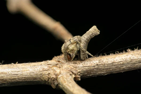 Araña Tejedora Orbes Poltys Illepidus Satara Maharashtra India — Foto de Stock