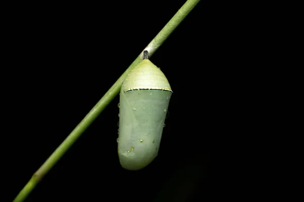 Pupa Zwykłego Tygrysa Motyla Danaus Chrysippus Satara Maharashtra Indie — Zdjęcie stockowe