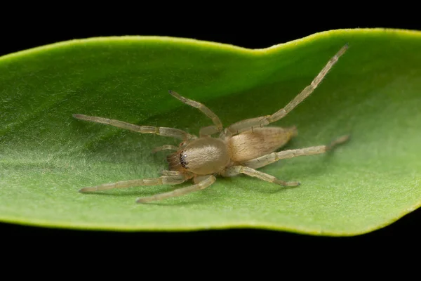 Araña Saco Marrón Clubiona Trivialis Satara Maharashtra India —  Fotos de Stock