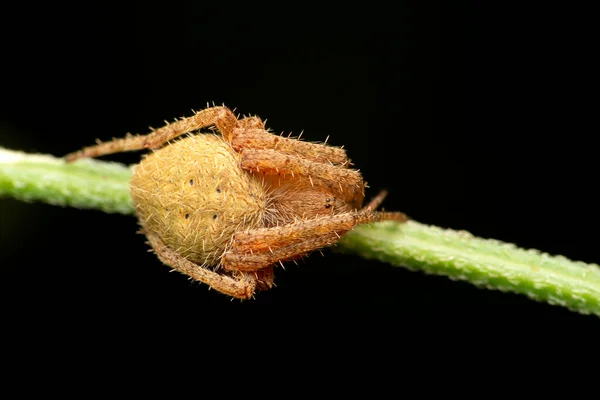 Orb Weaver Spider Agalenatea Redii Satara Maharashtra India — Stock Photo, Image