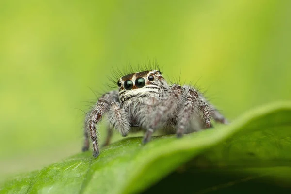 Jumping Spider Leaf Carrhotus Viduus Satara Maharashtra India — Stock Photo, Image